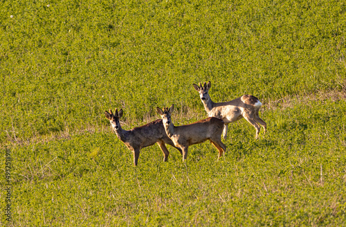 Fototapeta Naklejka Na Ścianę i Meble -  Groupe de trois chevreuils mâle au pelage d'hiver et leur bois marchant dans un champ