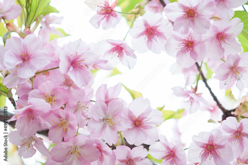 満開の桜の花 河津桜 背景に空 クロースアップ 日本の春