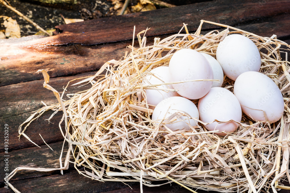 Duck eggs or white chicken eggs in rice straw nests. Empty space for entering text. Many eggs from open natural farms. Duck eggs or white chicken eggs in rice straw nests. Empty space for entering text. Many eggs from open natural farms.