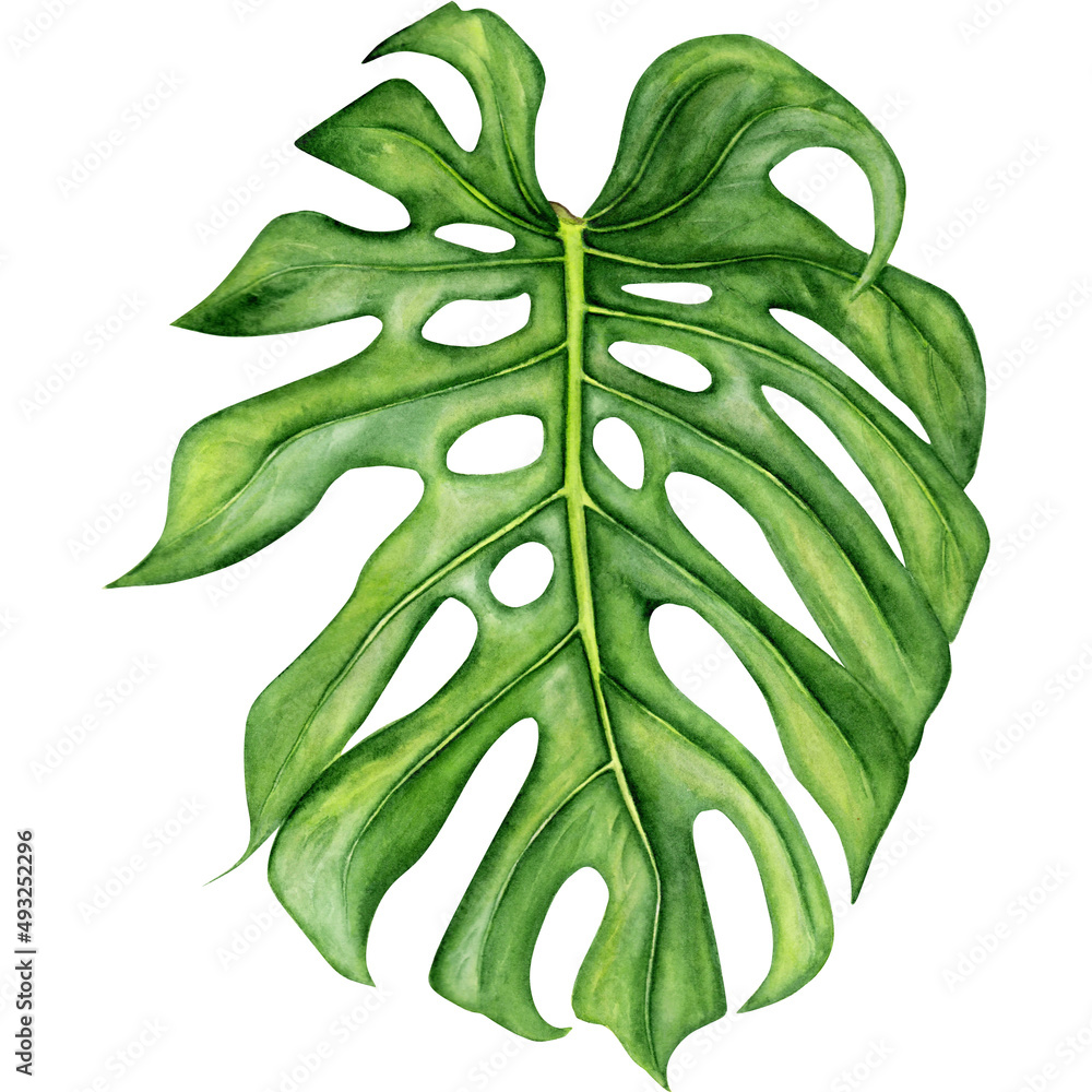 Watercolor illustration with monstera leaf on white background Watercolor illustration with monstera leaf on white background