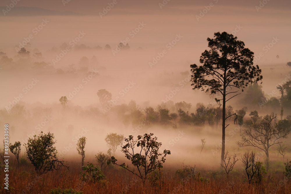 Obraz premium Nature landscape. Thung Salaeng Luang, Phetchabun province in Thailand.