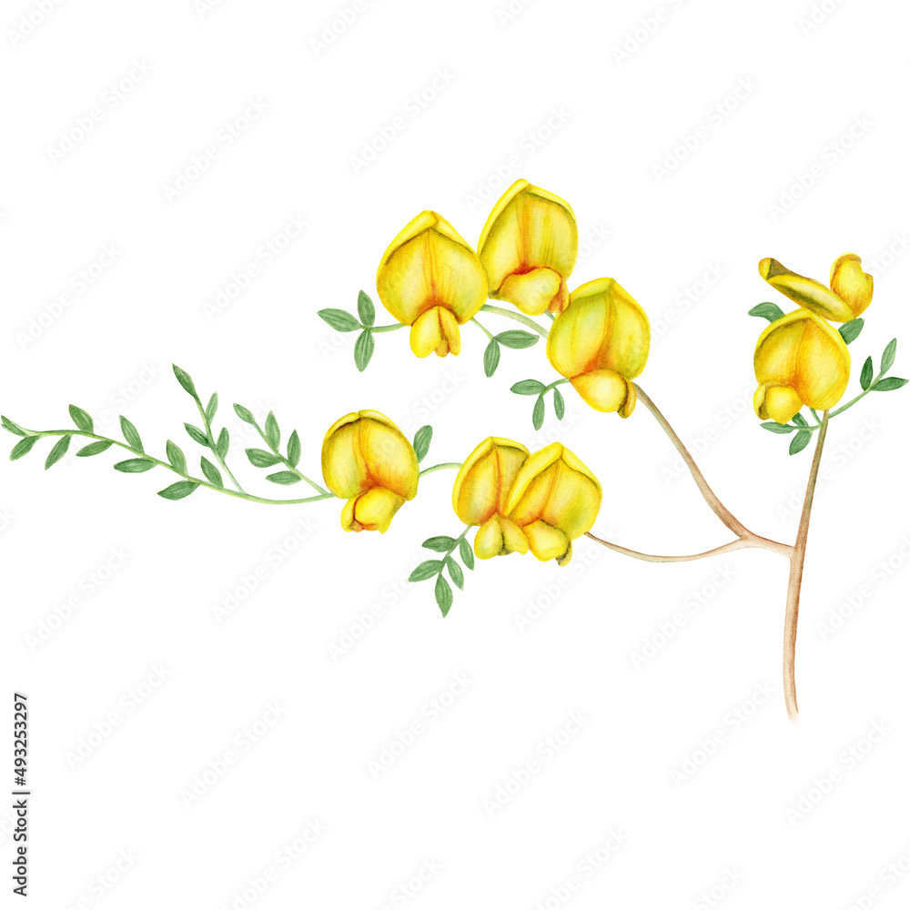 Obraz premium Watercolor illustration with yellow flowers on white background
