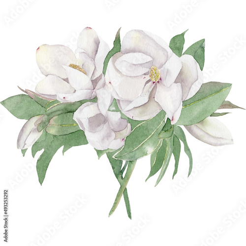 Watercolor illustration with bouquet of magnolia on white background