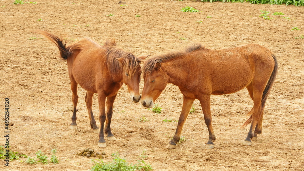 Miyako horses is natural monument Miyako horses is natural monument