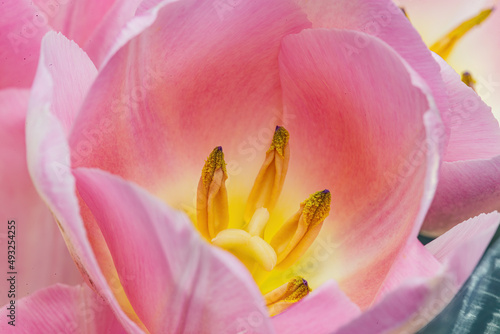 Pink tulip with stamen close-up