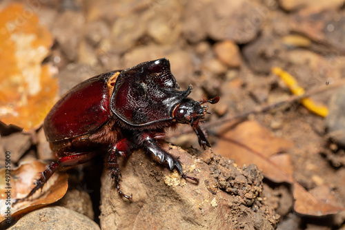 Strategus aloeus, the ox beetle, is a species of rhinoceros beetle, Carara National Park - Tarcoles, Wildlife in Costa Rica.