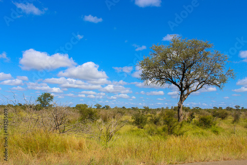 tree in the field