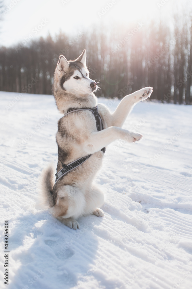 siberian husky dog sitting pretty trick in snow in winter