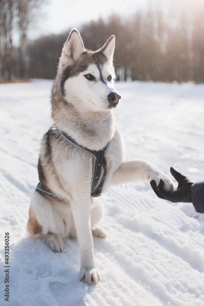 siberian husky dog sitting looking at owner giving paw trick in snow in winter