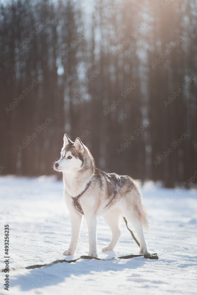 siberian husky dog standing in snow in winter
