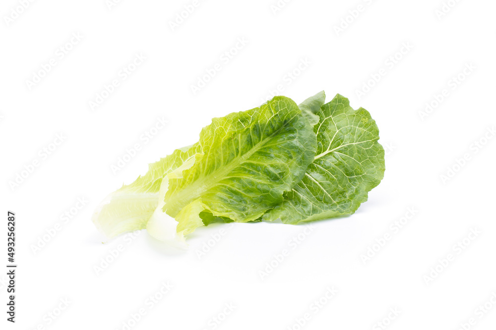Lettuce. Salad leaf isolated on white background Lettuce. Salad leaf isolated on white background