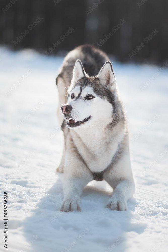 siberian husky dog bowing trick in snow in winter