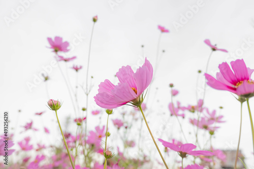 Fototapeta Naklejka Na Ścianę i Meble -  Pink Cosmos flowers in the garden on white background. Beautiful pastel color flower background