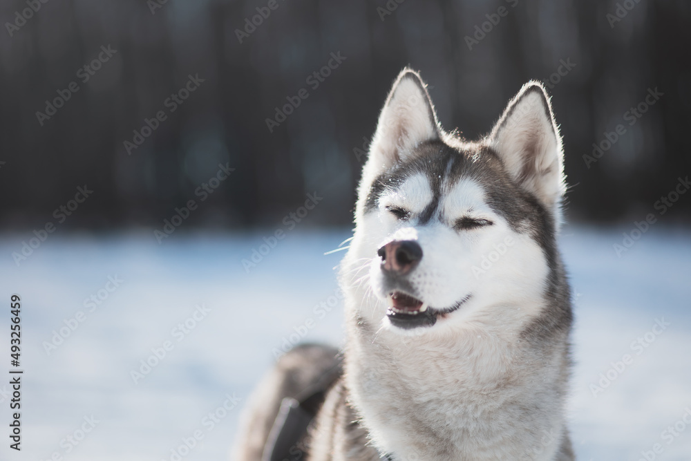 siberian husky dog portrait in the snow siberian husky dog portrait in the snow