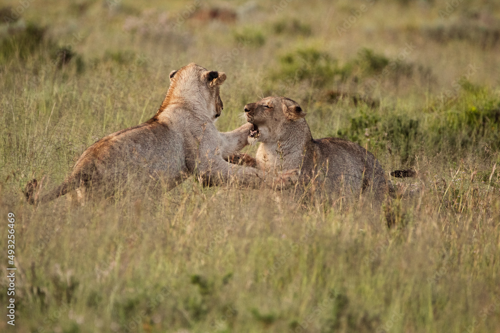 lion cubs playing