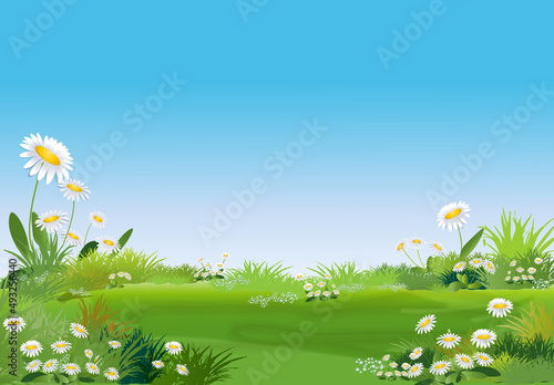 Fotografie Paysage nature herbe verte,fleurs blanches et ciel bleu