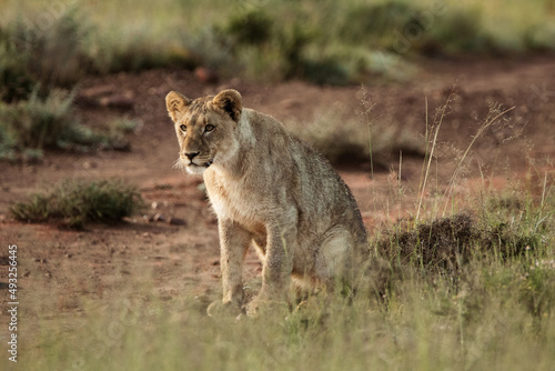 lion cub