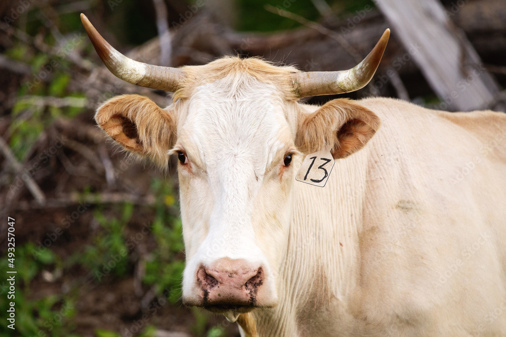 A close up of the face of a white cow with long horns in summer A close up of the face of a white cow with long horns in summer