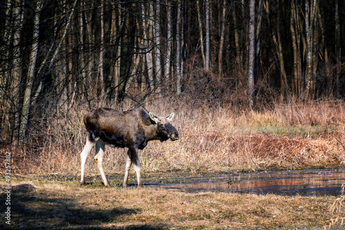 Fototapeta Naklejka Na Ścianę i Meble -  Łoś w Biebrzańskim Parku Narodowym, Podlasie, Polska