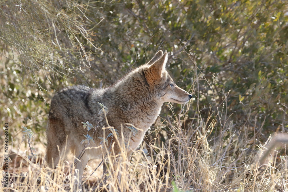 Coyote at the Arizona-Sonora Desert Museum Coyote at the Arizona-Sonora Desert Museum