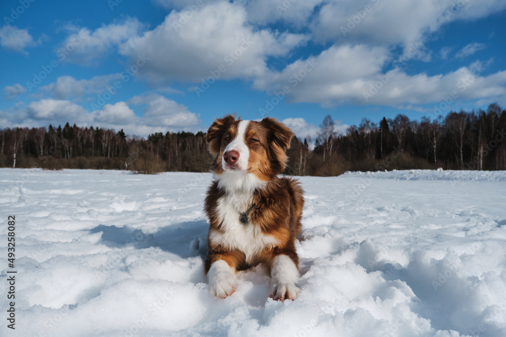 Portrait of cute teenage Australian Shepherd puppy red tricolor with chocolate nose and intelligent eyes. Young Aussie lies on snow in winter frosty sunny day against blue sky and white clouds.