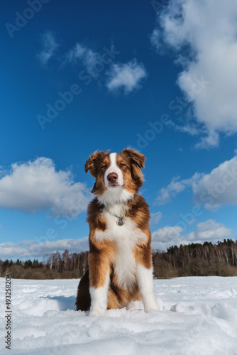 Portrait of cute teenage Australian Shepherd puppy red tricolor with chocolate nose and intelligent eyes. Young Aussie sitting on snow in winter frosty sunny day against blue sky and white clouds.