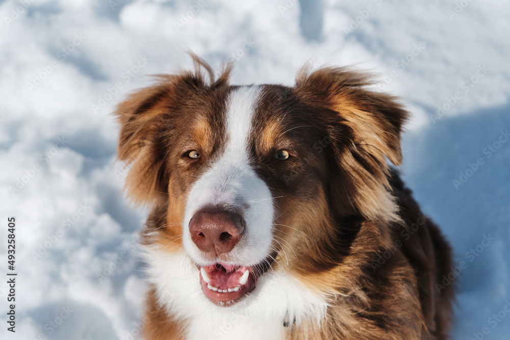 Beautiful fluffy purebred dog. Portrait of cute teenage Australian Shepherd puppy red tricolor with chocolate nose and intelligent eyes. Aussie sits in snow and looks up.