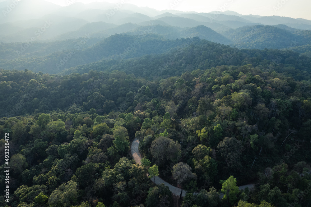 Naklejka premium high angle tropical forest and road into the forest