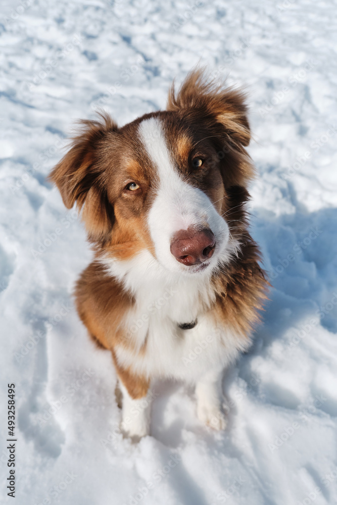 Beautiful fluffy purebred dog. Portrait of cute teenage Australian Shepherd puppy red tricolor with chocolate nose and intelligent eyes. Aussie sits in snow and looks up.