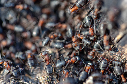A large colony of ants work in their anthill. Spring awakening © Neils