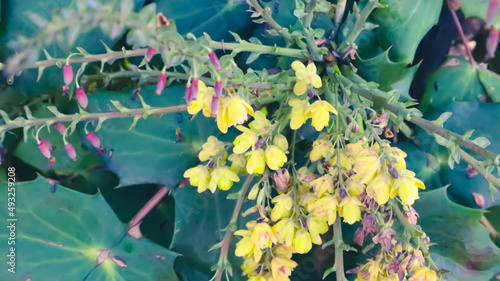 caesalpinia plant and flower, yellow flowers photo