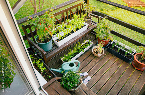 Photos Various potted herbs and plants growing on home wood balcony in summer, small vegetable garden concept