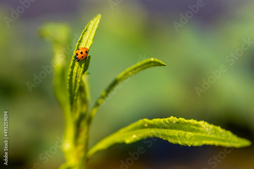 무당벌레(Ladybug)