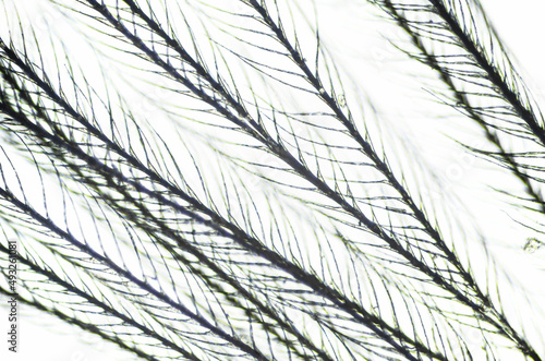 Fototapeta Naklejka Na Ścianę i Meble -  Feather from a pillow under a microscope, magnification of 40 times