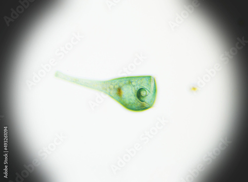 Ciliates Stentor found in freshwater pond under the light microscope photo