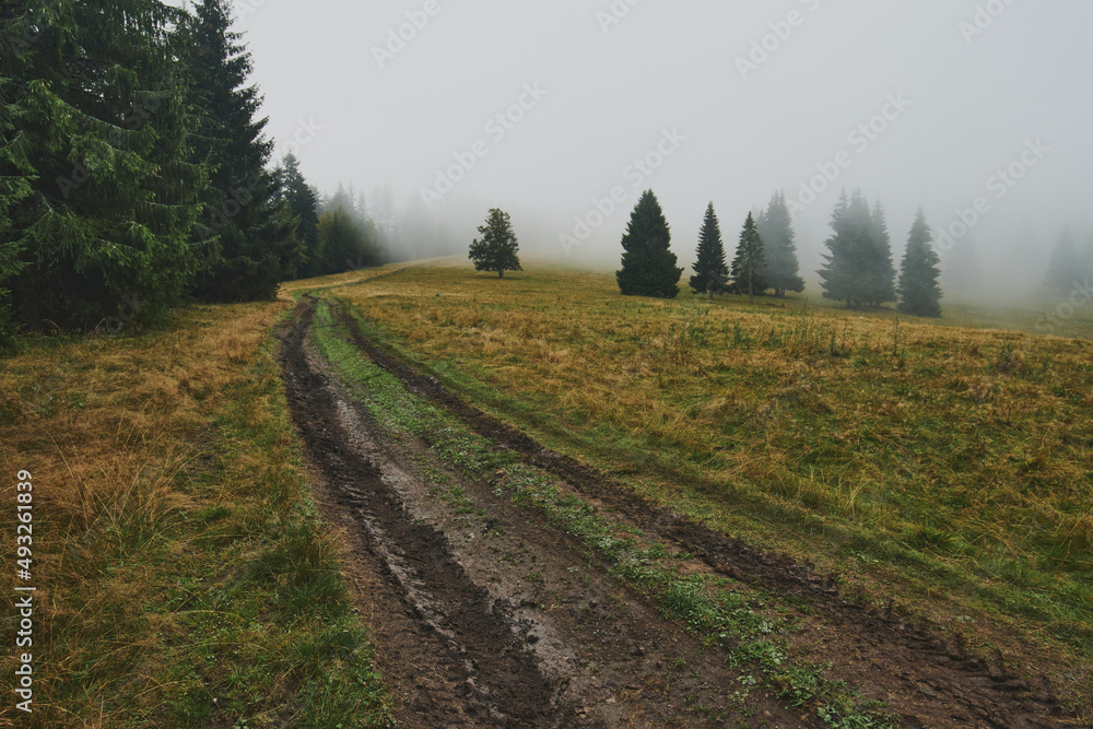 misty forest misty forest