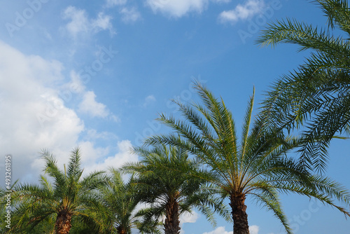 palm trees against the blue sky