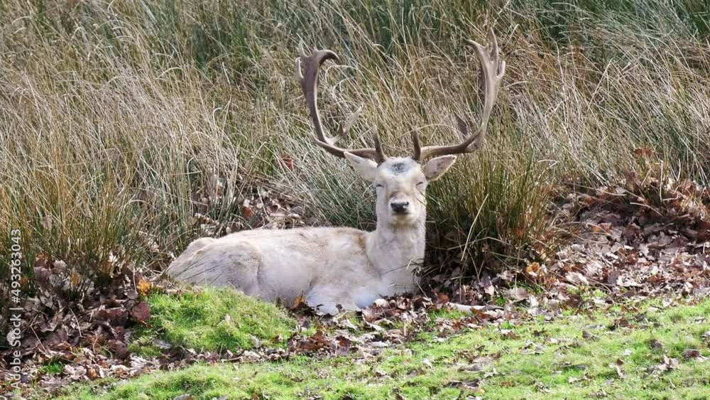 Slow Motion. Fallow Deer Buck Laying Down on Grass Slow Motion. Fallow Deer Buck Laying Down on Grass