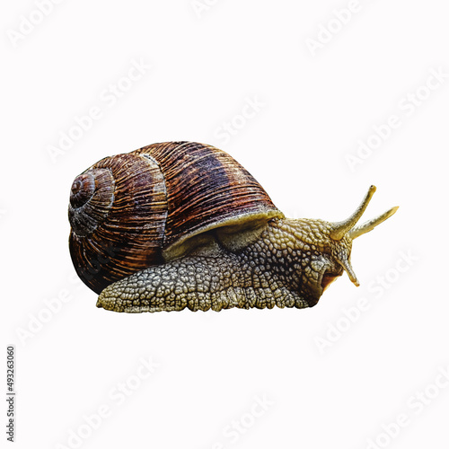 snail on a white background clipping path used to make advertisements flyers news posters magazines