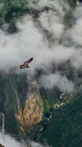 condor andino planeando, valle del colca , arequipa vuelo de condor andino
