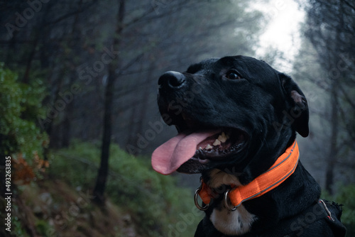 Canvastavla Labrador Pitbull Noir à collier orange & Forêt brumeuse