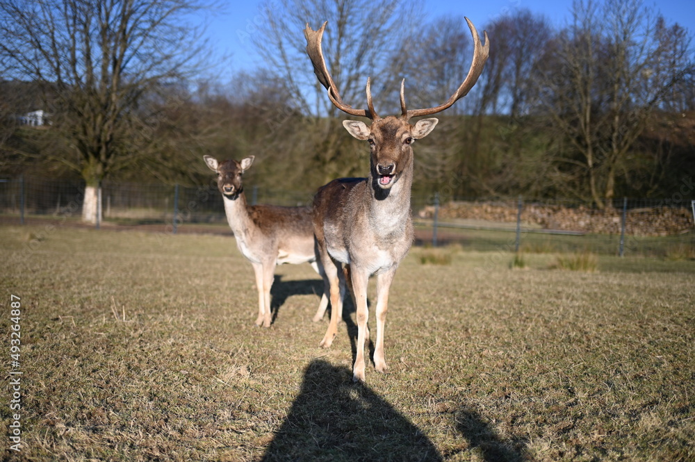 Fototapeta premium Damwild Hirsch 