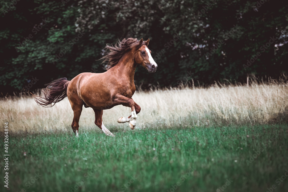 Fototapeta premium Pony im freien Galopp auf der Koppel