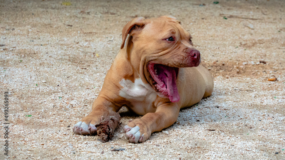 Chiot Bully Red nose Chiot Bully Red nose