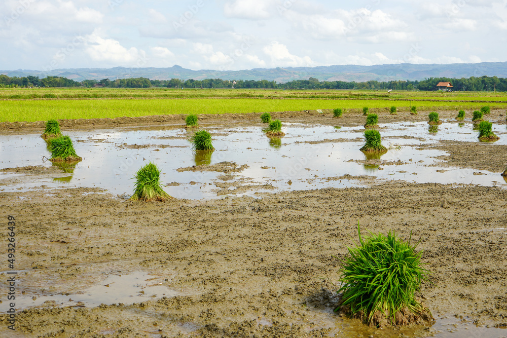 A bundle of rice seeds that are in the water or paddy field, rice seeds for planting. Field where seeding rice is transplanted. Rice seeds are ready to be planted. Tied.