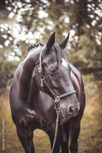 Schwarzes Pferd mit Halfter im Portrait