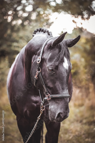 Schwarzes Pferd mit Halfter im Portrait © M. Bischof