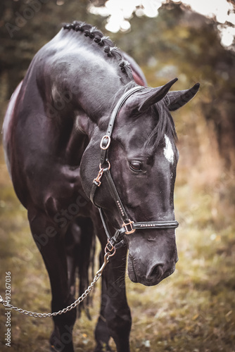 Schwarzes Pferd mit Halfter im Portrait