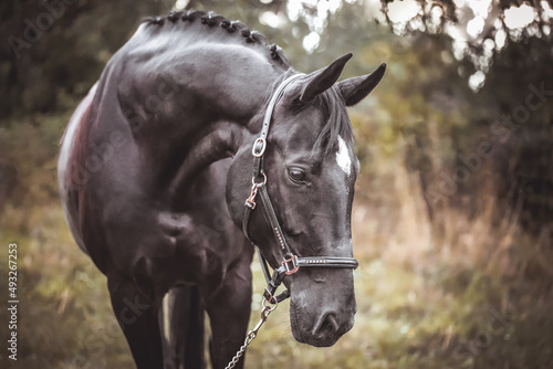 Schwarzes Pferd mit Halfter im Portrait © M. Bischof