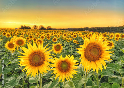 Fototapeta Naklejka Na Ścianę i Meble -  sunflower field at sunset